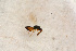  ( - BC-ZSM-HYM-27588-F09)  @12 [ ] CreativeCommons - Attribution Non-Commercial Share-Alike (2015) Unspecified SNSB, Zoologische Staatssammlung Muenchen