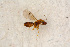  ( - BC-ZSM-HYM-27588-G03)  @12 [ ] CreativeCommons - Attribution Non-Commercial Share-Alike (2015) Unspecified SNSB, Zoologische Staatssammlung Muenchen