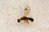  ( - BC-ZSM-HYM-27588-G05)  @13 [ ] CreativeCommons - Attribution Non-Commercial Share-Alike (2015) Unspecified SNSB, Zoologische Staatssammlung Muenchen