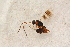  ( - BC-ZSM-HYM-27588-G08)  @12 [ ] CreativeCommons - Attribution Non-Commercial Share-Alike (2015) Unspecified SNSB, Zoologische Staatssammlung Muenchen