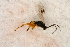  ( - BC-ZSM-HYM-27588-H07)  @12 [ ] CreativeCommons - Attribution Non-Commercial Share-Alike (2015) Unspecified SNSB, Zoologische Staatssammlung Muenchen