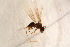 ( - BC-ZSM-HYM-27589-C09)  @12 [ ] CreativeCommons - Attribution Non-Commercial Share-Alike (2015) Unspecified SNSB, Zoologische Staatssammlung Muenchen
