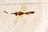  ( - BC-ZSM-HYM-27589-D12)  @12 [ ] CreativeCommons - Attribution Non-Commercial Share-Alike (2015) Unspecified SNSB, Zoologische Staatssammlung Muenchen