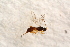  ( - BC-ZSM-HYM-27589-E03)  @12 [ ] CreativeCommons - Attribution Non-Commercial Share-Alike (2015) Unspecified SNSB, Zoologische Staatssammlung Muenchen