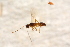 ( - BC-ZSM-HYM-27589-F06)  @12 [ ] CreativeCommons - Attribution Non-Commercial Share-Alike (2015) Unspecified SNSB, Zoologische Staatssammlung Muenchen
