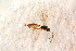  ( - BC-ZSM-HYM-27589-H05)  @12 [ ] CreativeCommons - Attribution Non-Commercial Share-Alike (2015) Unspecified SNSB, Zoologische Staatssammlung Muenchen
