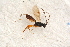  ( - BC-ZSM-HYM-27590-C04)  @12 [ ] CreativeCommons - Attribution Non-Commercial Share-Alike (2015) Unspecified SNSB, Zoologische Staatssammlung Muenchen