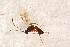  (Gelis orbiculatus - BC-ZSM-HYM-27590-C06)  @13 [ ] CreativeCommons - Attribution Non-Commercial Share-Alike (2015) Unspecified SNSB, Zoologische Staatssammlung Muenchen