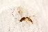  ( - BC-ZSM-HYM-27590-C07)  @13 [ ] CreativeCommons - Attribution Non-Commercial Share-Alike (2015) Unspecified SNSB, Zoologische Staatssammlung Muenchen