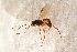  ( - BC-ZSM-HYM-27590-C12)  @12 [ ] CreativeCommons - Attribution Non-Commercial Share-Alike (2015) Unspecified SNSB, Zoologische Staatssammlung Muenchen