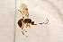  ( - BC-ZSM-HYM-27590-D01)  @12 [ ] CreativeCommons - Attribution Non-Commercial Share-Alike (2015) Unspecified SNSB, Zoologische Staatssammlung Muenchen
