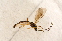  ( - BC-ZSM-HYM-27590-D10)  @12 [ ] CreativeCommons - Attribution Non-Commercial Share-Alike (2015) Unspecified SNSB, Zoologische Staatssammlung Muenchen