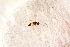 ( - BC-ZSM-HYM-27590-F12)  @12 [ ] CreativeCommons - Attribution Non-Commercial Share-Alike (2015) Unspecified SNSB, Zoologische Staatssammlung Muenchen