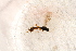  ( - BC-ZSM-HYM-27590-G01)  @12 [ ] CreativeCommons - Attribution Non-Commercial Share-Alike (2015) Unspecified SNSB, Zoologische Staatssammlung Muenchen
