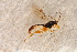  ( - BC-ZSM-HYM-27590-G04)  @12 [ ] CreativeCommons - Attribution Non-Commercial Share-Alike (2015) Unspecified SNSB, Zoologische Staatssammlung Muenchen