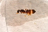  ( - BC-ZSM-HYM-27591-C04)  @12 [ ] CreativeCommons - Attribution Non-Commercial Share-Alike (2015) Unspecified SNSB, Zoologische Staatssammlung Muenchen