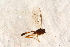 ( - BC-ZSM-HYM-27591-C10)  @12 [ ] CreativeCommons - Attribution Non-Commercial Share-Alike (2015) Unspecified SNSB, Zoologische Staatssammlung Muenchen