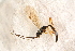  ( - BC-ZSM-HYM-27591-D11)  @12 [ ] CreativeCommons - Attribution Non-Commercial Share-Alike (2015) Unspecified SNSB, Zoologische Staatssammlung Muenchen