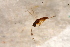  ( - BC-ZSM-HYM-27595-C03)  @12 [ ] CreativeCommons - Attribution Non-Commercial Share-Alike (2015) Unspecified SNSB, Zoologische Staatssammlung Muenchen