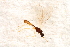  ( - BC-ZSM-HYM-27595-C09)  @12 [ ] CreativeCommons - Attribution Non-Commercial Share-Alike (2015) Unspecified SNSB, Zoologische Staatssammlung Muenchen