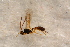  ( - BC-ZSM-HYM-27595-D02)  @12 [ ] CreativeCommons - Attribution Non-Commercial Share-Alike (2015) Unspecified SNSB, Zoologische Staatssammlung Muenchen
