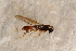  ( - BC-ZSM-HYM-27595-D06)  @12 [ ] CreativeCommons - Attribution Non-Commercial Share-Alike (2015) Unspecified SNSB, Zoologische Staatssammlung Muenchen