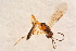 ( - BC-ZSM-HYM-27595-E03)  @12 [ ] CreativeCommons - Attribution Non-Commercial Share-Alike (2015) Unspecified SNSB, Zoologische Staatssammlung Muenchen