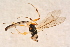  ( - BC-ZSM-HYM-27595-E06)  @12 [ ] CreativeCommons - Attribution Non-Commercial Share-Alike (2015) Unspecified SNSB, Zoologische Staatssammlung Muenchen