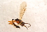  ( - BC-ZSM-HYM-27595-E10)  @12 [ ] CreativeCommons - Attribution Non-Commercial Share-Alike (2015) Unspecified SNSB, Zoologische Staatssammlung Muenchen