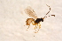  ( - BC-ZSM-HYM-27595-F09)  @12 [ ] CreativeCommons - Attribution Non-Commercial Share-Alike (2015) Unspecified SNSB, Zoologische Staatssammlung Muenchen