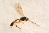  (Stilbops limneriaeformis - BC-ZSM-HYM-27595-F11)  @12 [ ] CreativeCommons - Attribution Non-Commercial Share-Alike (2015) Unspecified SNSB, Zoologische Staatssammlung Muenchen