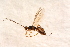  (Doryctes - BC-ZSM-HYM-27595-G01)  @14 [ ] CreativeCommons - Attribution Non-Commercial Share-Alike (2015) Unspecified SNSB, Zoologische Staatssammlung Muenchen