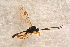  ( - BC-ZSM-HYM-27595-H11)  @12 [ ] CreativeCommons - Attribution Non-Commercial Share-Alike (2015) Unspecified SNSB, Zoologische Staatssammlung Muenchen