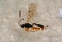  ( - BC-ZSM-HYM-27596-D04)  @12 [ ] CreativeCommons - Attribution Non-Commercial Share-Alike (2015) Unspecified SNSB, Zoologische Staatssammlung Muenchen