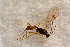  ( - BC-ZSM-HYM-27596-D08)  @12 [ ] CreativeCommons - Attribution Non-Commercial Share-Alike (2015) Unspecified SNSB, Zoologische Staatssammlung Muenchen