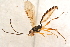  ( - BC-ZSM-HYM-27596-E07)  @12 [ ] CreativeCommons - Attribution Non-Commercial Share-Alike (2015) Unspecified SNSB, Zoologische Staatssammlung Muenchen