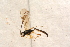  ( - BC-ZSM-HYM-27596-G10)  @13 [ ] CreativeCommons - Attribution Non-Commercial Share-Alike (2015) Unspecified SNSB, Zoologische Staatssammlung Muenchen