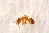  ( - BC-ZSM-HYM-27596-H09)  @12 [ ] CreativeCommons - Attribution Non-Commercial Share-Alike (2015) Unspecified SNSB, Zoologische Staatssammlung Muenchen