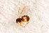 ( - BC-ZSM-HYM-27597-B10)  @12 [ ] CreativeCommons - Attribution Non-Commercial Share-Alike (2015) Unspecified SNSB, Zoologische Staatssammlung Muenchen
