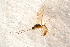  ( - BC-ZSM-HYM-27597-D12)  @12 [ ] CreativeCommons - Attribution Non-Commercial Share-Alike (2015) Unspecified SNSB, Zoologische Staatssammlung Muenchen