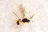  ( - BC-ZSM-HYM-27597-F04)  @12 [ ] CreativeCommons - Attribution Non-Commercial Share-Alike (2015) Unspecified SNSB, Zoologische Staatssammlung Muenchen
