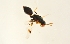  ( - BC-ZSM-HYM-27681-E05)  @12 [ ] CreativeCommons - Attribution Non-Commercial Share-Alike (2015) Unspecified SNSB, Zoologische Staatssammlung Muenchen