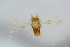  ( - BC-ZSM-HYM-27734-A11)  @11 [ ] CreativeCommons - Attribution Non-Commercial Share-Alike (2015) Stefan Schmidt SNSB, Zoologische Staatssammlung Muenchen