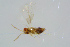  ( - BC-ZSM-HYM-27734-A12)  @11 [ ] CreativeCommons - Attribution Non-Commercial Share-Alike (2015) Stefan Schmidt SNSB, Zoologische Staatssammlung Muenchen