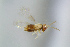 ( - BC-ZSM-HYM-27734-B03)  @11 [ ] CreativeCommons - Attribution Non-Commercial Share-Alike (2015) Stefan Schmidt SNSB, Zoologische Staatssammlung Muenchen