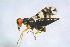  (Astichus arithmeticus - BC-ZSM-HYM-27734-C01)  @14 [ ] CreativeCommons - Attribution Non-Commercial Share-Alike (2015) Stefan Schmidt SNSB, Zoologische Staatssammlung Muenchen