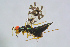  ( - BC-ZSM-HYM-27734-C02)  @13 [ ] CreativeCommons - Attribution Non-Commercial Share-Alike (2015) Stefan Schmidt SNSB, Zoologische Staatssammlung Muenchen