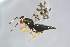  ( - BC-ZSM-HYM-27734-C03)  @13 [ ] CreativeCommons - Attribution Non-Commercial Share-Alike (2015) Stefan Schmidt SNSB, Zoologische Staatssammlung Muenchen