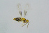  ( - BC-ZSM-HYM-27734-D06)  @12 [ ] CreativeCommons - Attribution Non-Commercial Share-Alike (2015) Stefan Schmidt SNSB, Zoologische Staatssammlung Muenchen