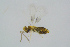  ( - BC-ZSM-HYM-27734-D07)  @13 [ ] CreativeCommons - Attribution Non-Commercial Share-Alike (2015) Stefan Schmidt SNSB, Zoologische Staatssammlung Muenchen